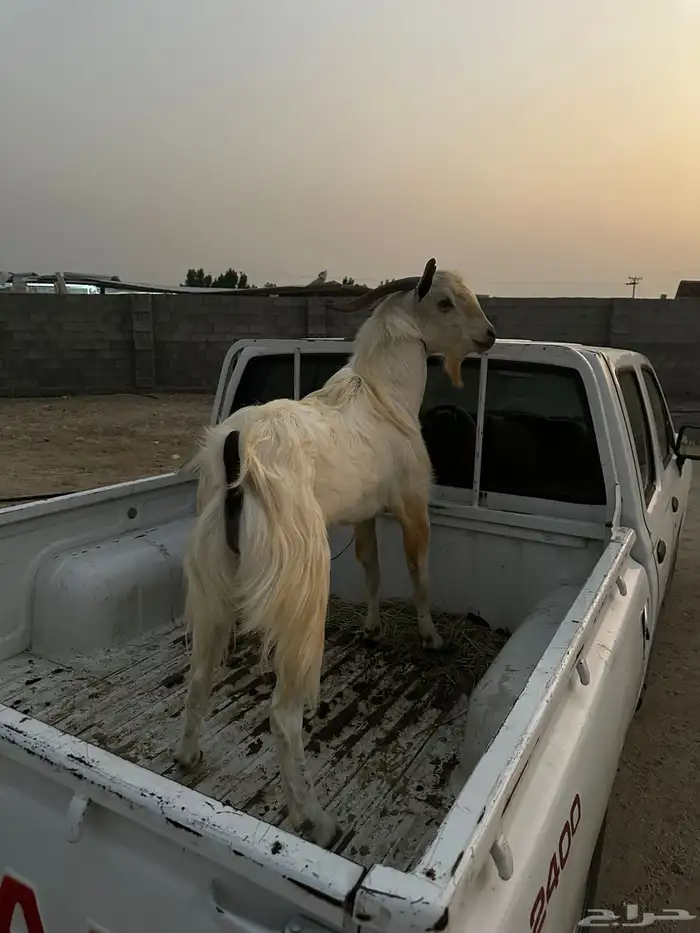 فحل بيشي مشروط 0