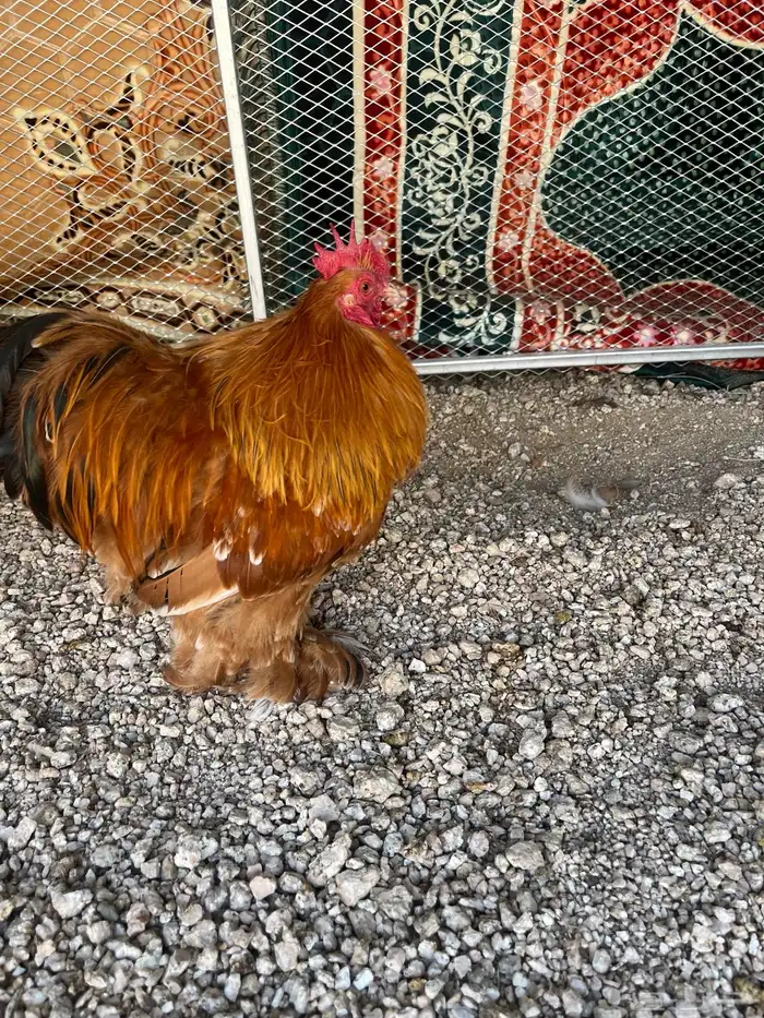 طقم دجاج كوشن الوان جميلة تم البيع الله يبارك للجميع 0