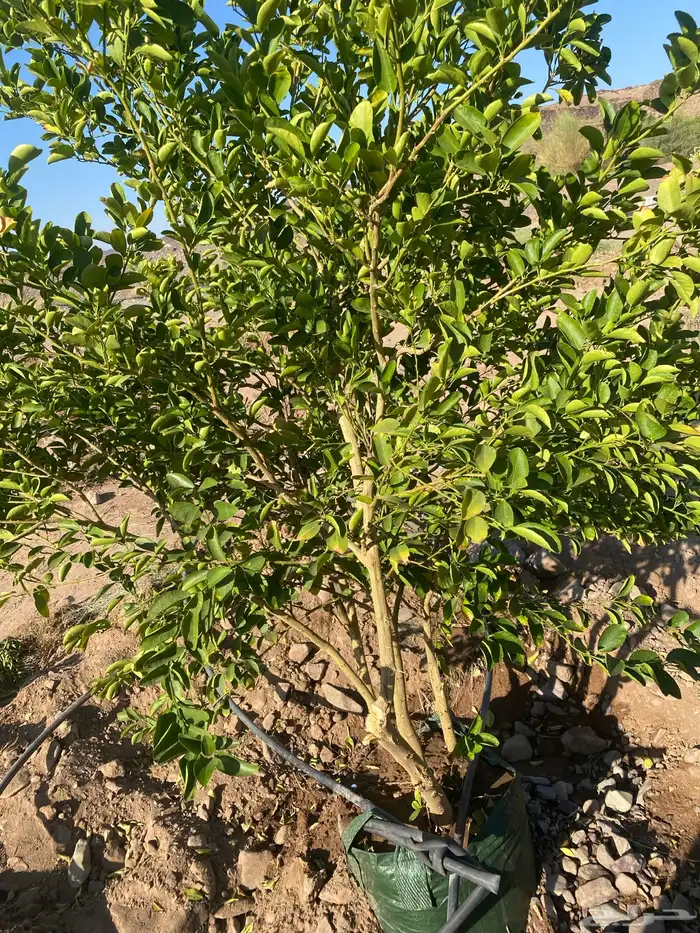اشجار ليمون بن زهير مثمره عمرخمس سنوات مقلوعه في كيس زراعي 1