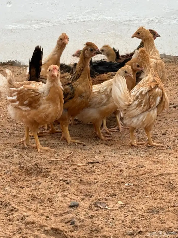 صوص دجاج امريكي هجين 2