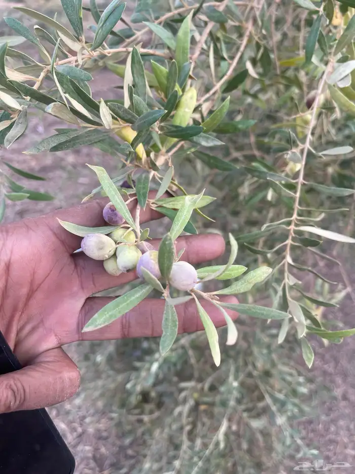 اشجار زيتون 5