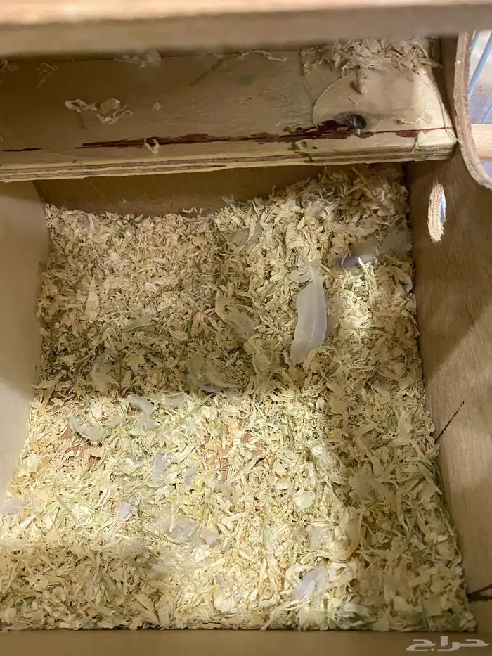 للبيع زوج روز منتج 5