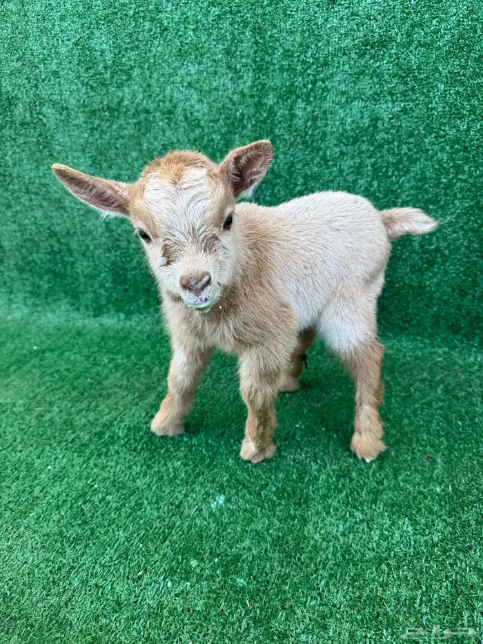 ماعز قزم اللون مميز جدا 0