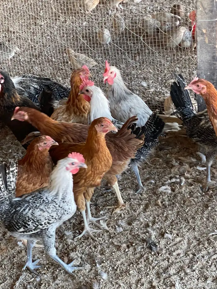 ديكه فيومي 0