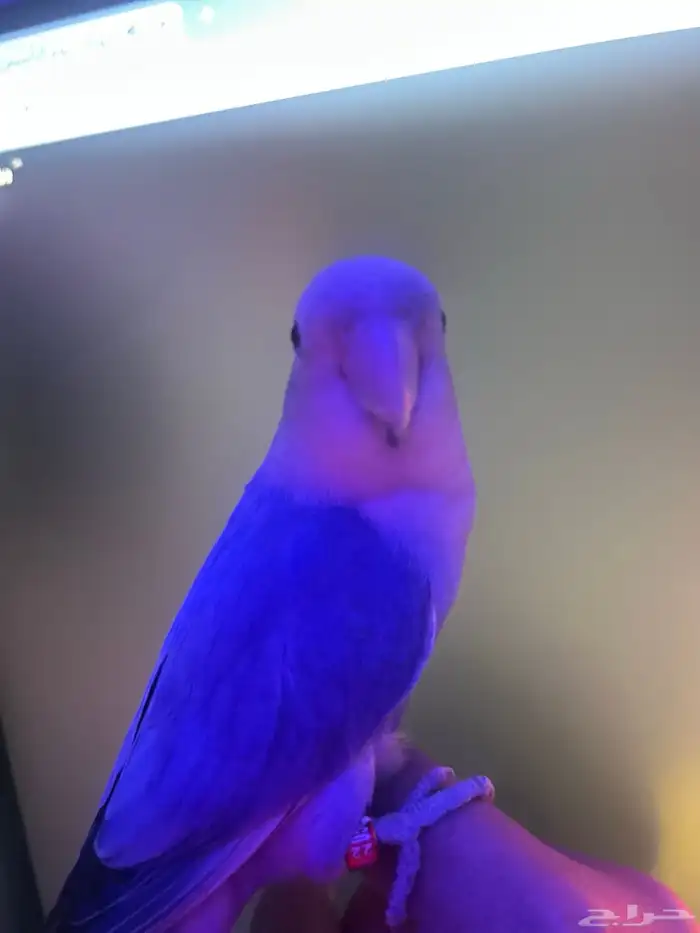 للبيع طير روز 2