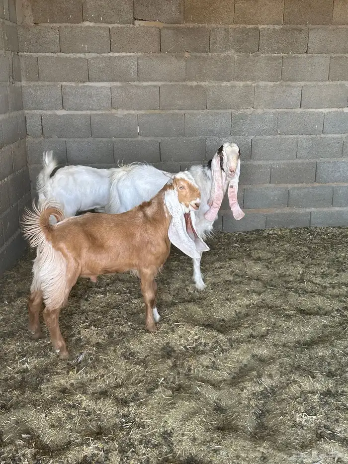 مشروع فحل هولندي 3