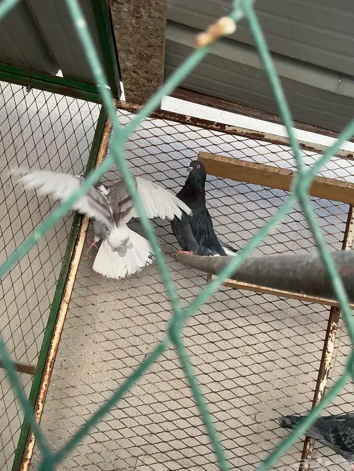 قطايف للبيع 12