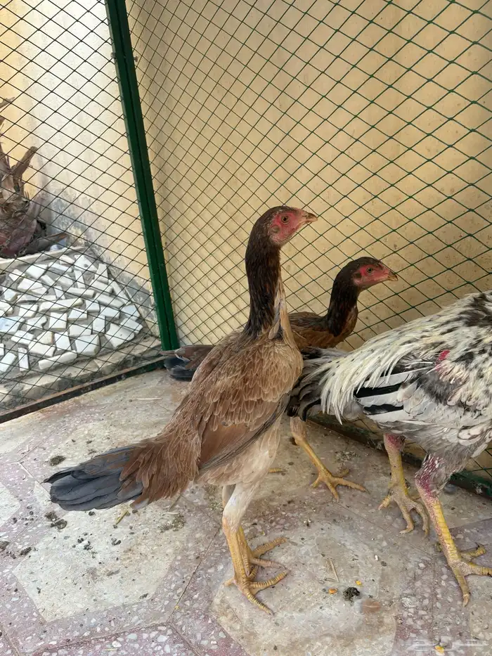 طقم باكستاني 3