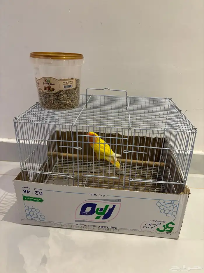 بغبغاء روز 0