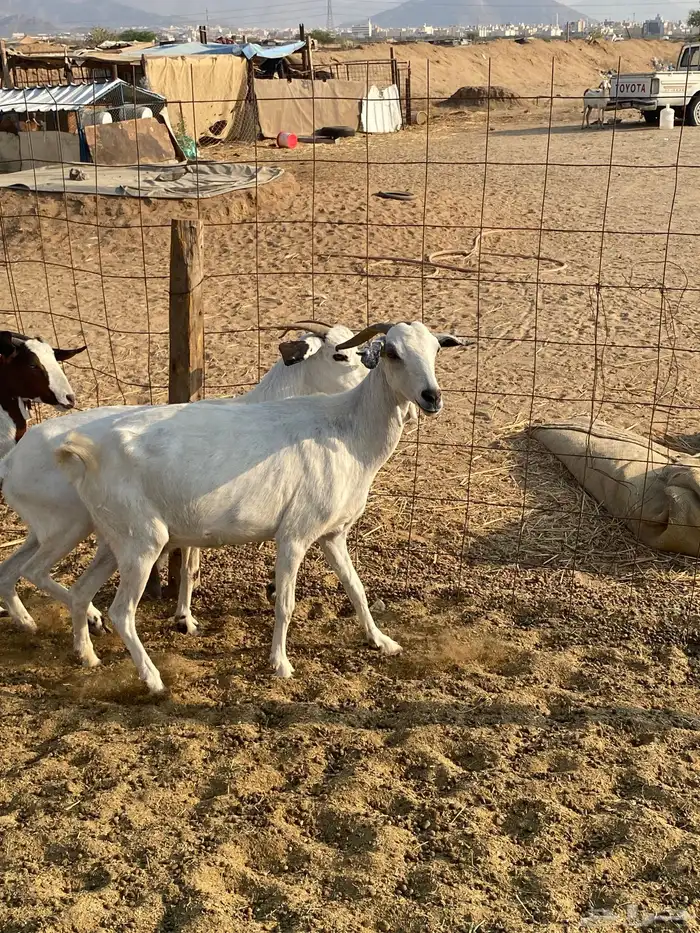 معزا بيشيات 1