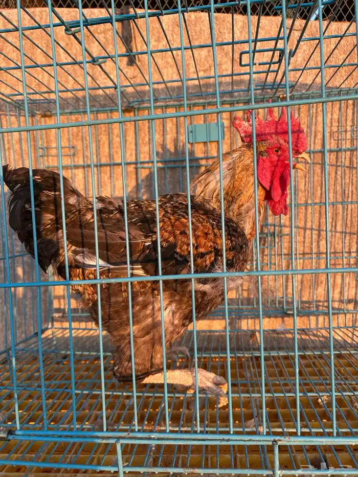 ديوك تركيه مستوى تب وأحجام تب 9