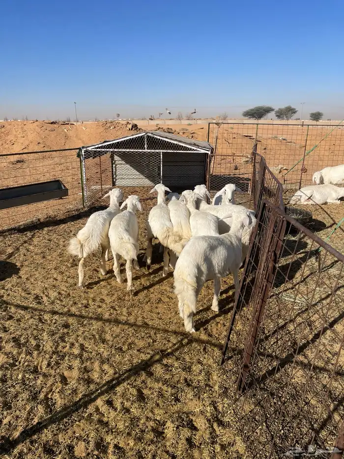للبيع بهم تربيه حري العدد11 العمر ثلاث شهور 0