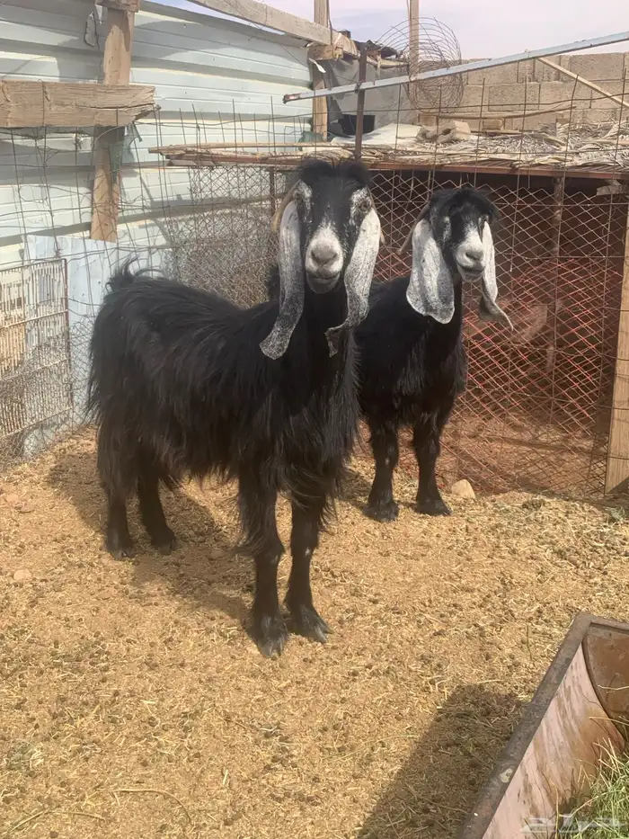 عنزين عارضيات اسداس طيبات 0