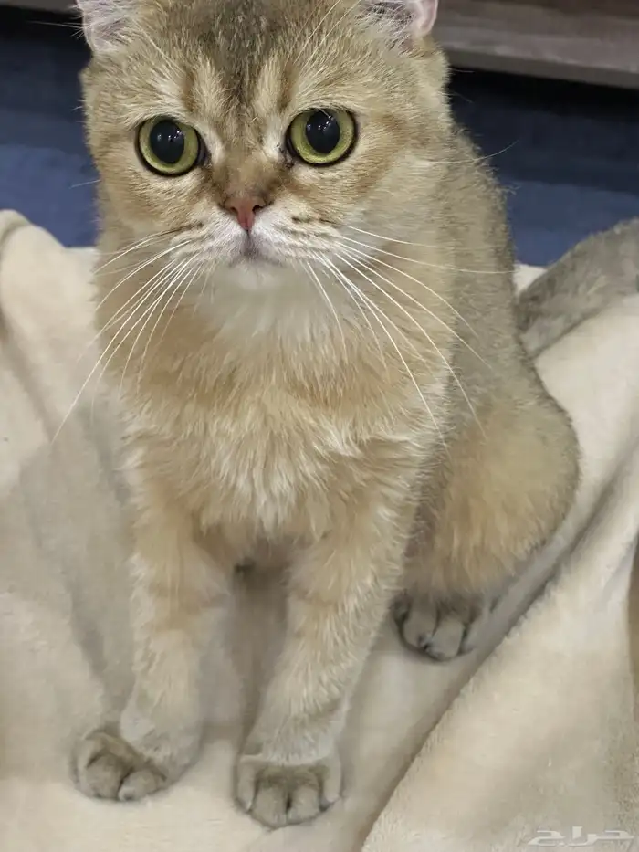 قط سكوتش ستريت 1