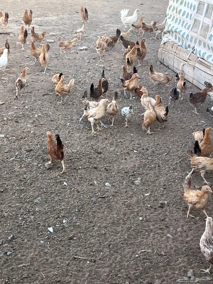دجاج بلدي فواتح العمر من ثلاثه اشهر الى اربعه 5