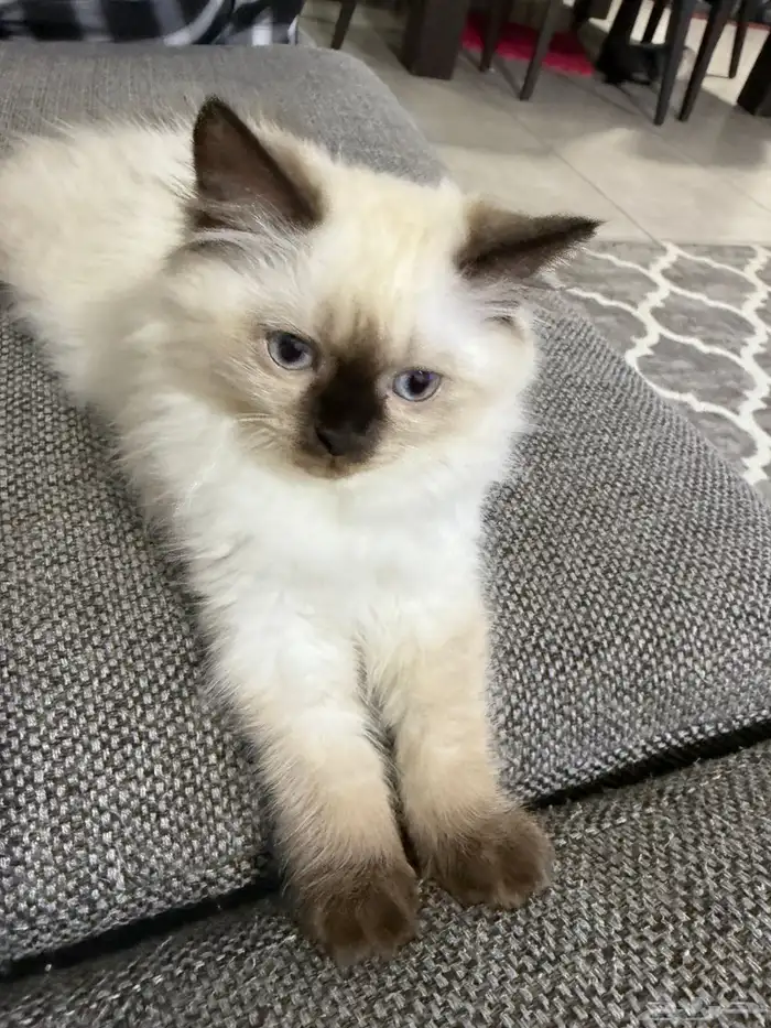 كتين هملايا للبيع 3اشهر 0