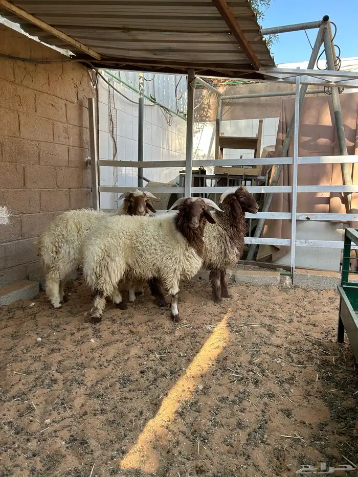 ذبايح صنف عالي 4