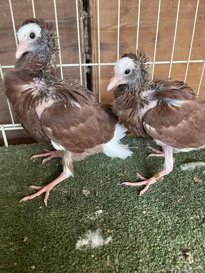 جوز بلجيكي جاكوببين 0