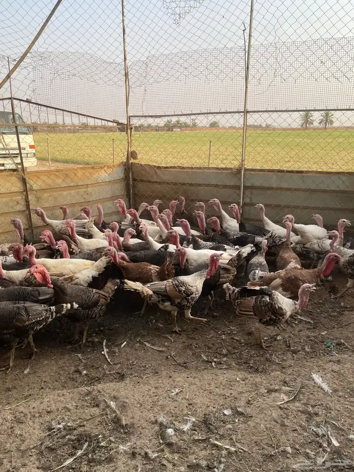 بيض رومي مخصب 1