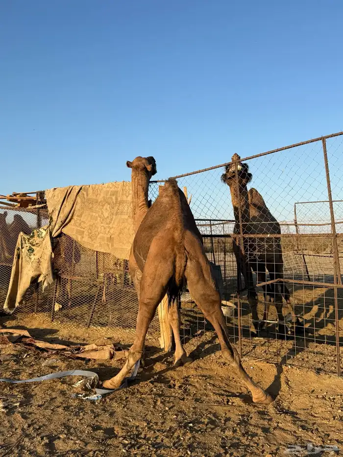 بعير حمر كايف 10