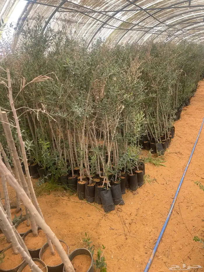 اشجار زيتون 10