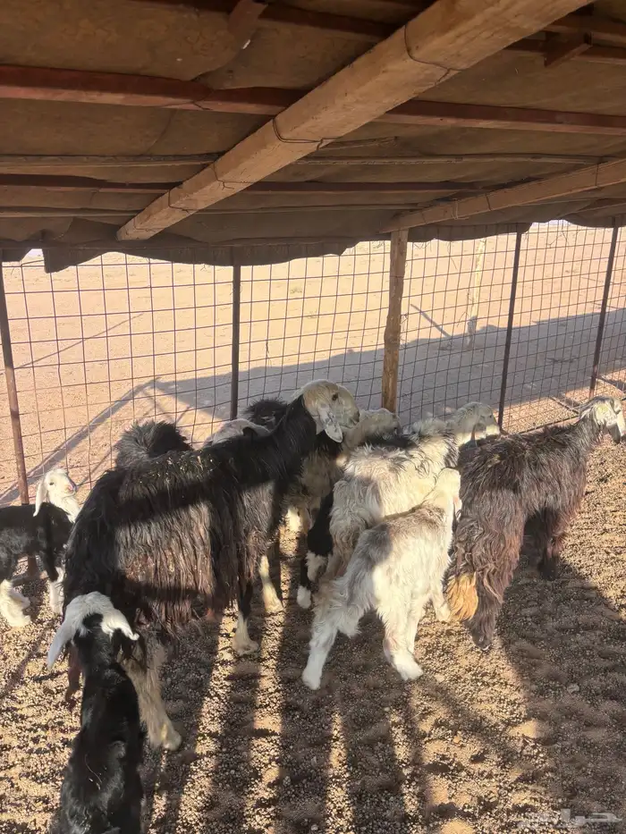 للبيع نجد مواليد وحده معه توم والباقي على واحد العدد 5 1