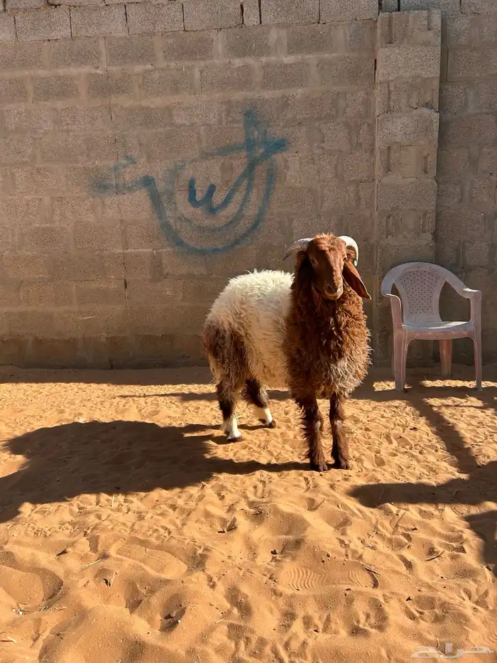 ذبايح صنف عالي 5