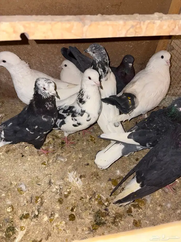 حمام للبيع قطيفي باكستاني فرنسي صنعاني 0