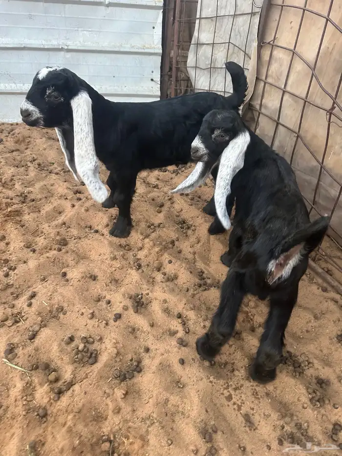 للبيع عنز عارضيه فاخرة تحتها 2 1