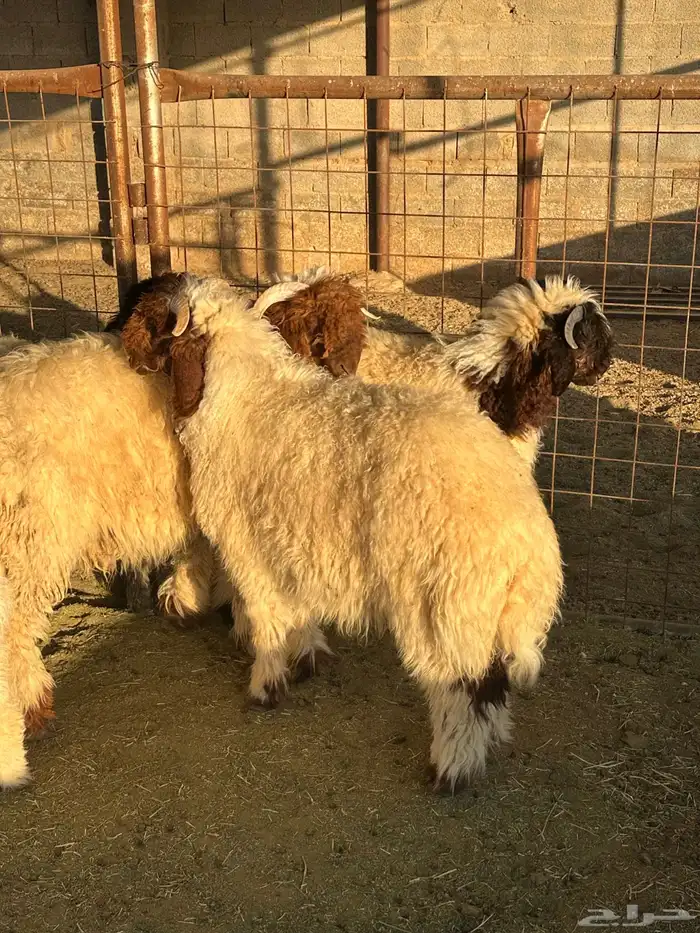 مشروع فحل نعيم 5