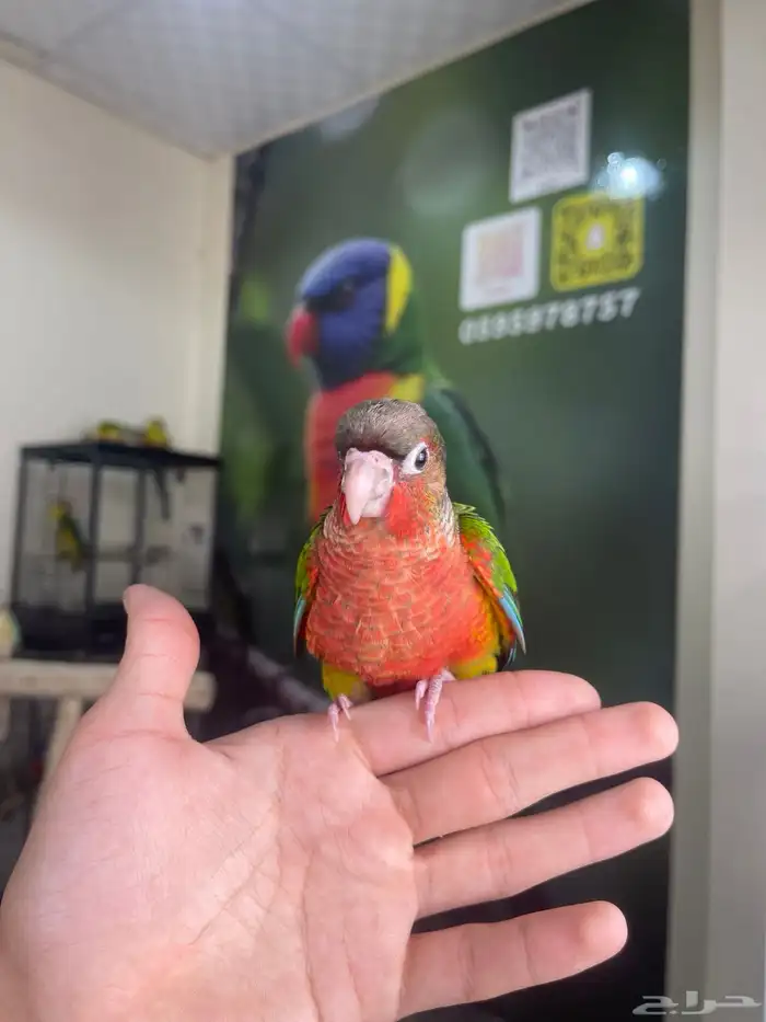 كنيور يلوسايد دبل رد فاكتور 4