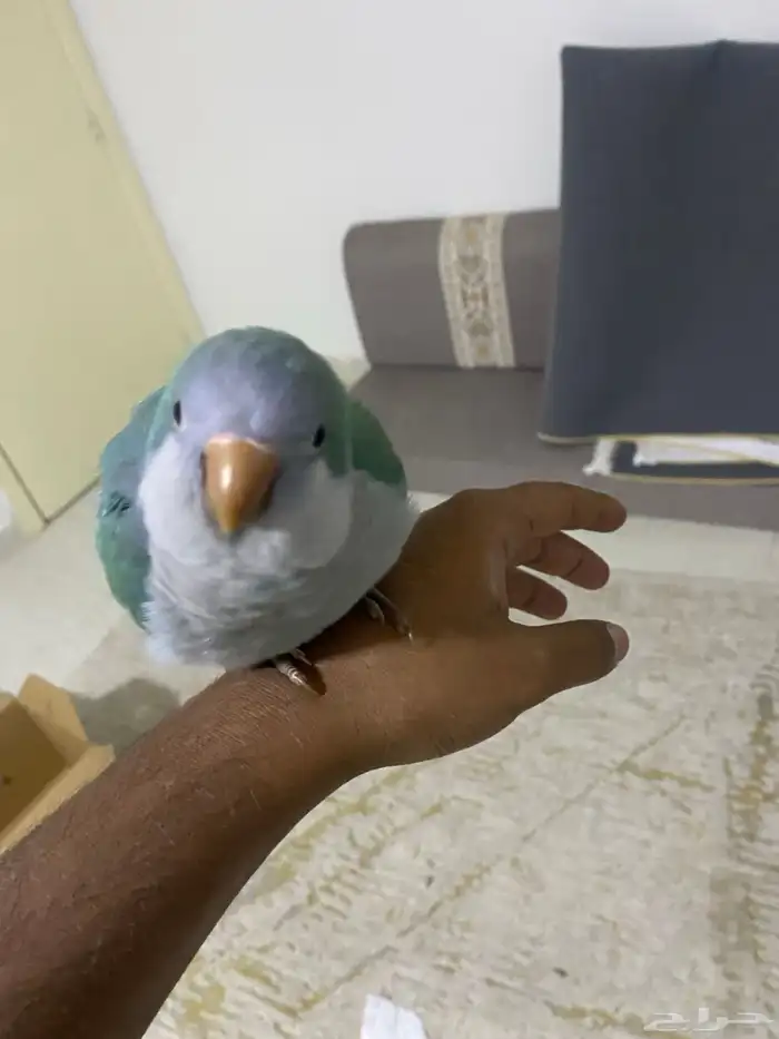 كويكر ببغاء 2