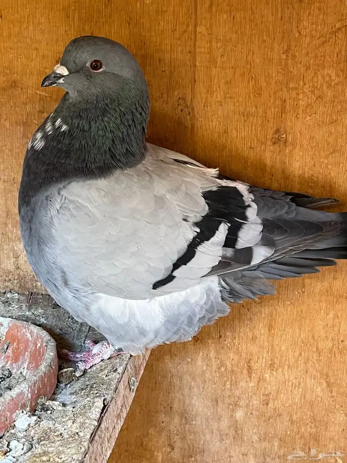 للبيع مستعجل حمام زينه 0