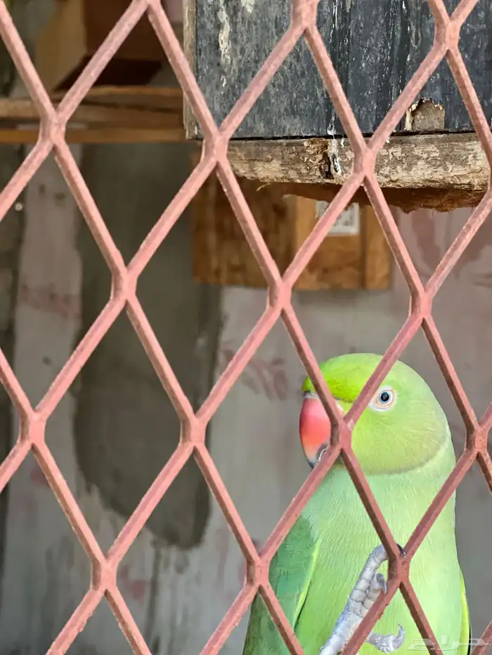 للبيع زوج درة منتج   ذكر و انثى 2