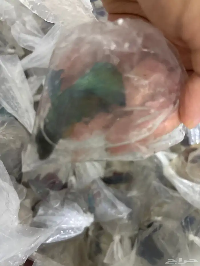 اسماك فايتر جمله 8