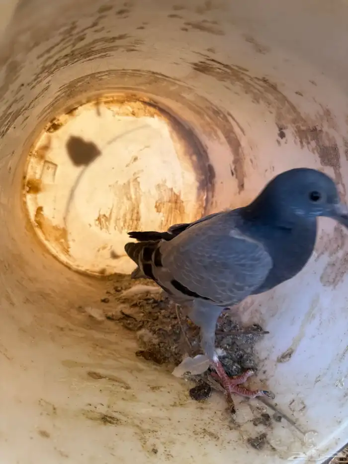 فراخة زاجل وفرنسي شرط احجام وطعم(تم البيع) 8