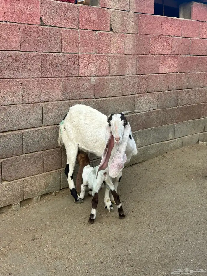 معزا مطوره فاخره 12