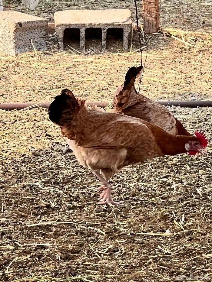 دجاج بياض وحضان ومنتج 8