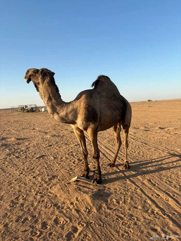 جمل اصفر للبيع 3