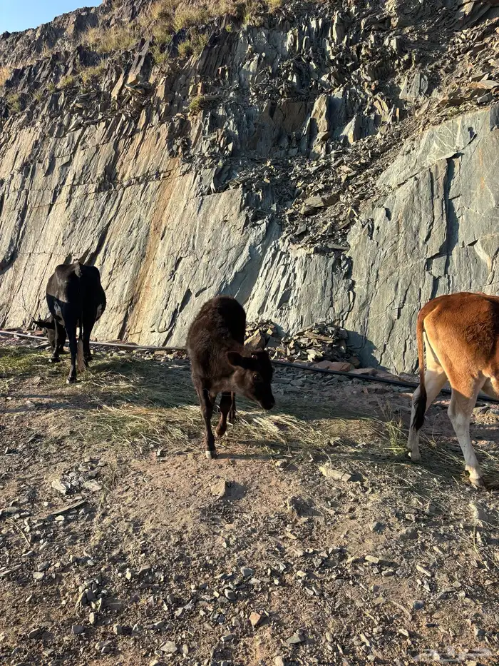 اربع بقر ثلاث لقيح ووحده ثنيه تحتها عجل عمره سبع شهور 3