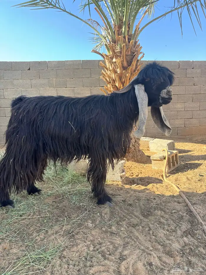 تيس عارضي فحل 2