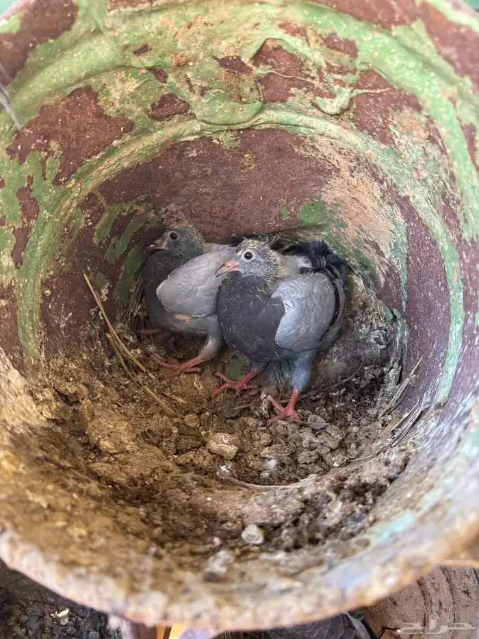 فراخة زاجل وفرنسي شرط احجام وطعم(تم البيع) 4