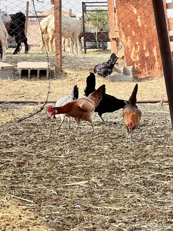 دجاج بياض وحضان ومنتج 10