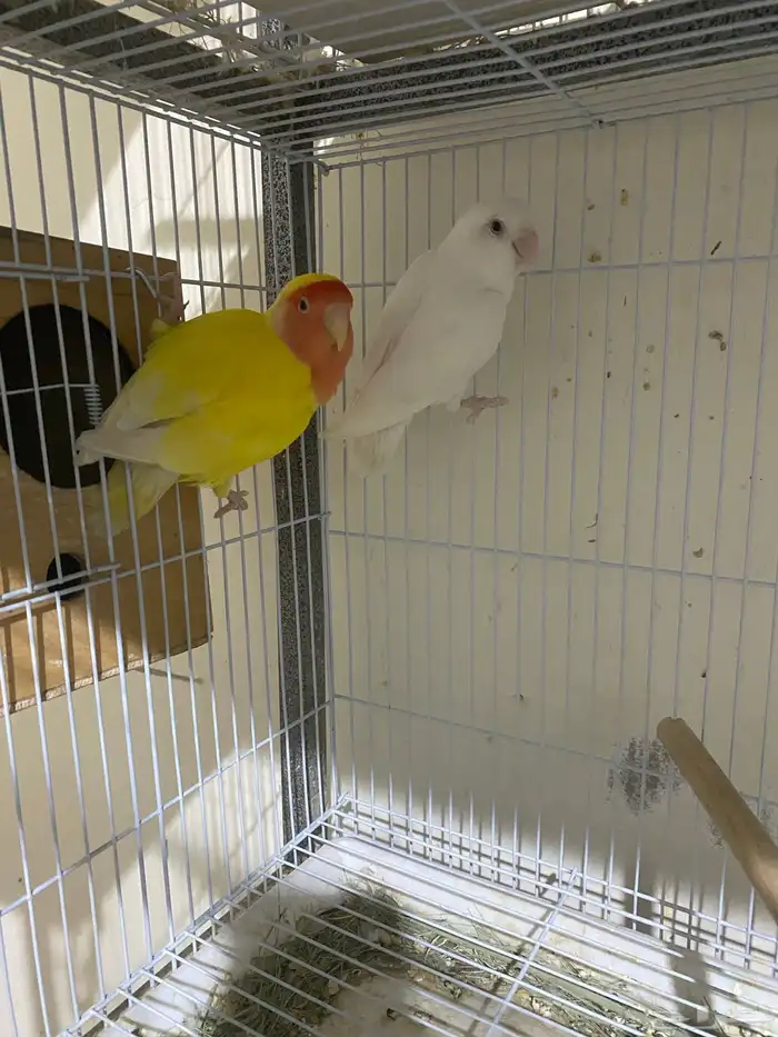 زوج روز منتج 1