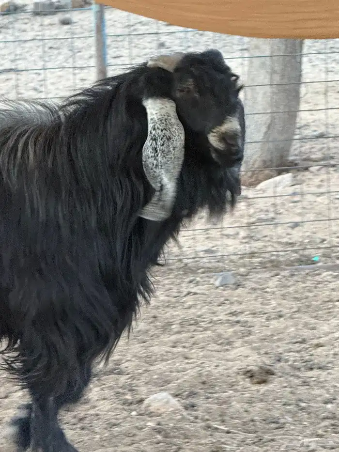 تيس عارضي صنف خصم 2