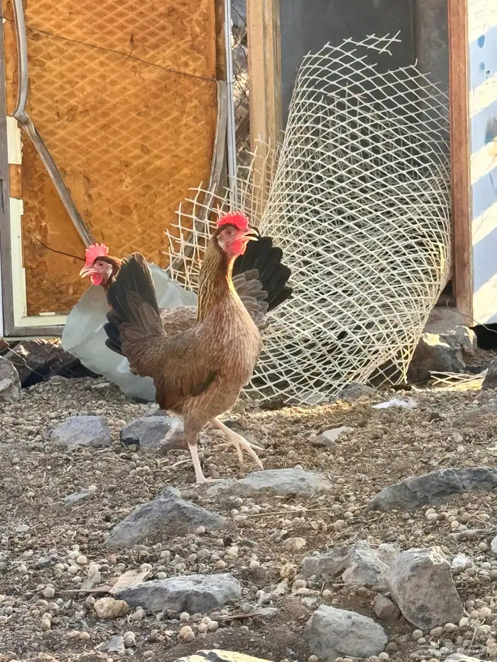للبيع دجاج ترث 2