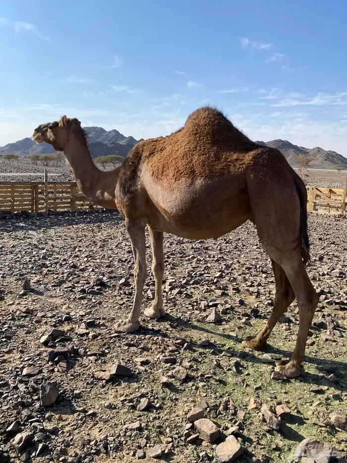 لقحات حمر من بل وادي الحمض نياق مراح الحد من7300 5