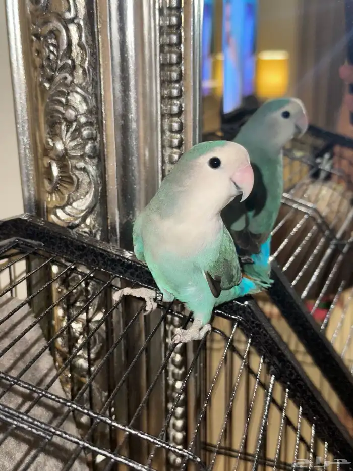 طيور روز للبيع 11