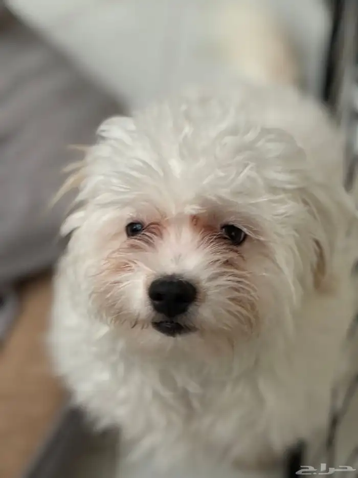 كلب مالتيز للتبني 2