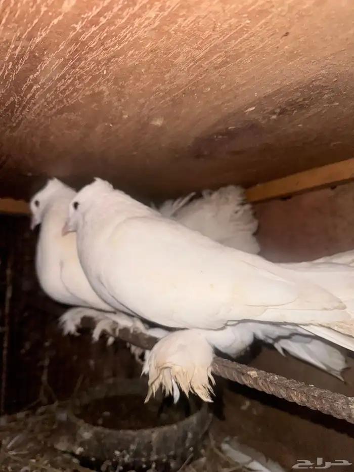 حمام رقاصي منتج وانتاجه بطل 2